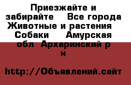 Приезжайте и забирайте. - Все города Животные и растения » Собаки   . Амурская обл.,Архаринский р-н